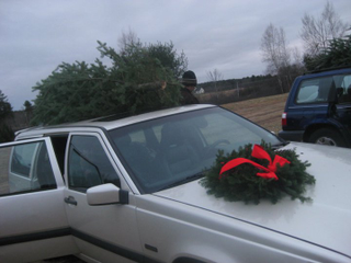 Illustration for article titled Oppo Question - Best looking cars with a tree on top?